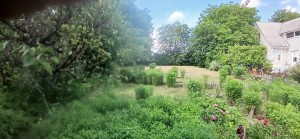 Гореницька (с. Горбовичи, Киево-Святошинский район) - Продається сільськогосподарська ділянка, 15000 $ - АФНУ