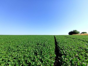 Вінницька обїзна (г. Хмельницкий, Раково) - Продається сільськогосподарська ділянка, 80000 $ - АФНУ