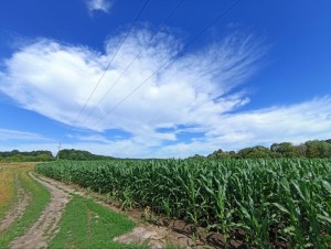 ул. Лісова (с. Червоная Зирка, Хмельницкий район) - Продається сільськогосподарська ділянка, 80000 $ - АФНУ