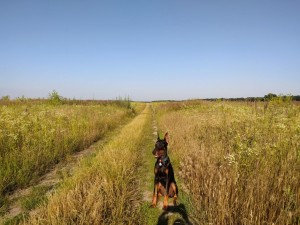 Селекційна (с. Фурсы, Белоцерковский район) - Продається сільськогосподарська ділянка, 9500 $ - АФНУ