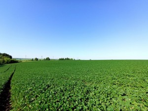 Вінницька обїзна (г. Хмельницкий, Раково) - Продається сільськогосподарська ділянка, 80000 $ - АФНУ