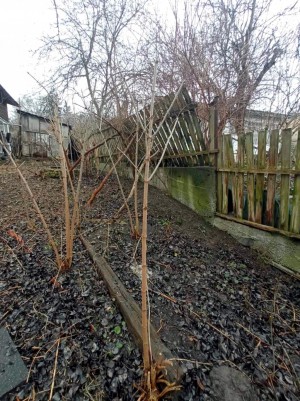 ул. Менделеева, 37 (г. Киев, Печерский район) - Продається ділянка під забудову, 400000 $ - АФНУ