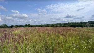 ул. Городня (с. Лесовые Гриновцы, Хмельницкий район) - Продається сільськогосподарська ділянка, 5000 $ - АФНУ