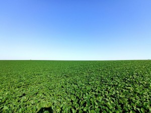 Вінницька обїзна (г. Хмельницкий, Раково) - Продається сільськогосподарська ділянка, 80000 $ - АФНУ