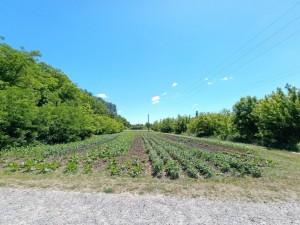 ул. Островського, 1а (г. Хмельницкий, Олешин) - Продається ділянка під забудову, 18000 $ - АФНУ